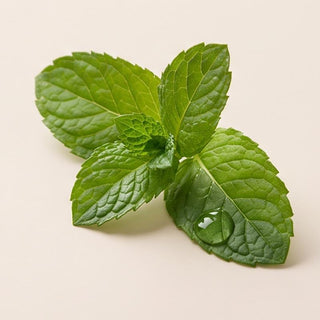 Menthol